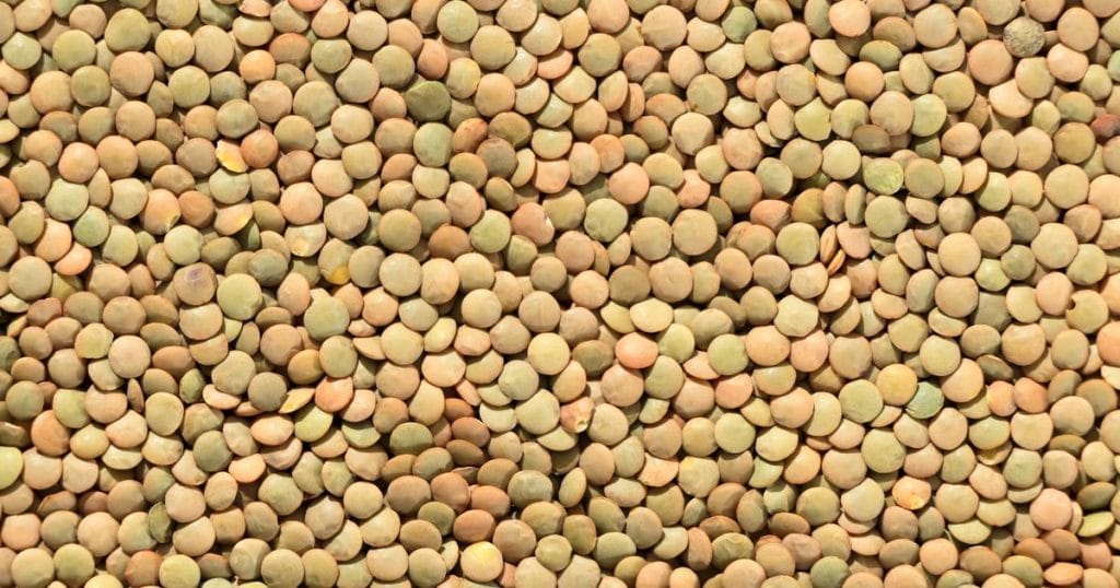 Lentils as a high-protein vegetarian food
