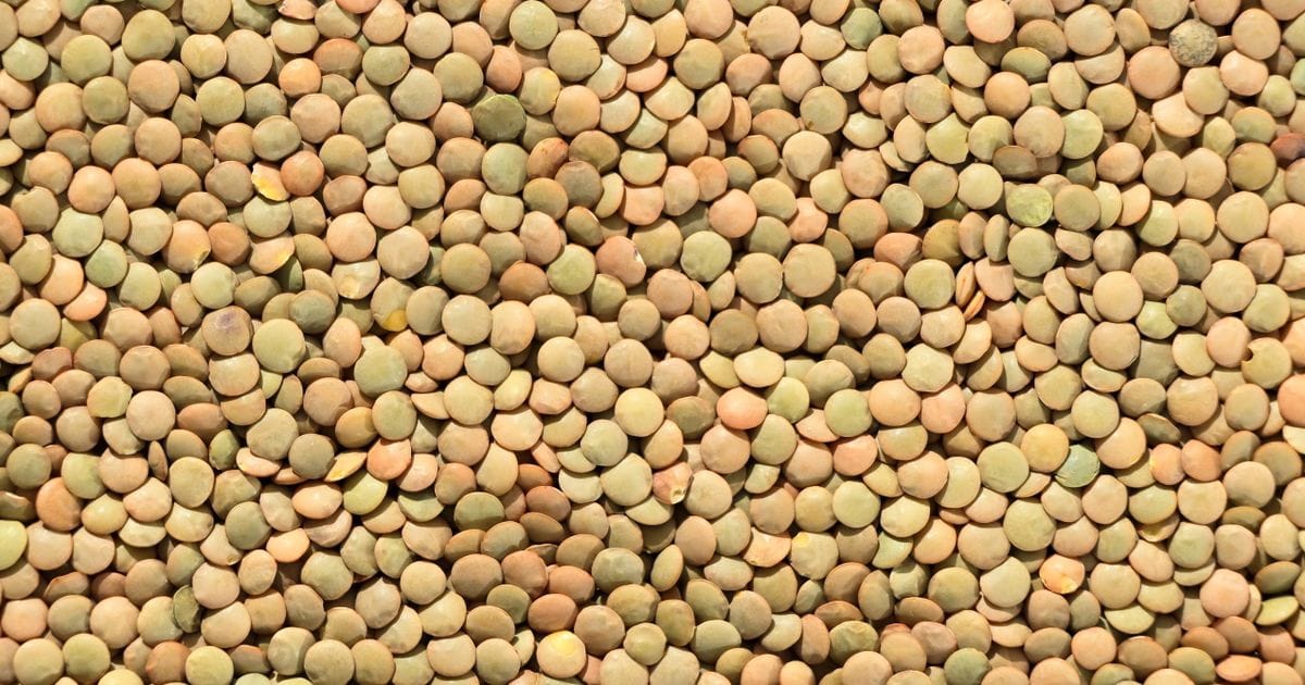 Lentils as a high-protein vegetarian food